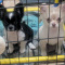Long Coat Chihuahua  Puppy   Panda