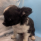 Panda Medium Coat Chihuahua Puppy