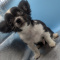 Apple Head Chihuahua Panda