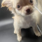 Cherry LC Apple Head Female Chihuahua