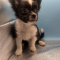 Apple Head Chihuahua Male Panda