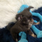 Twix And Reese Chihuahua Tiny Puppies