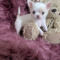 Priscilla and Lisa Marie  LC Chihuahuas
