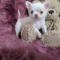 Apple Head Chihuahua Puppies