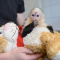 Lovely Capuchin Monkeys